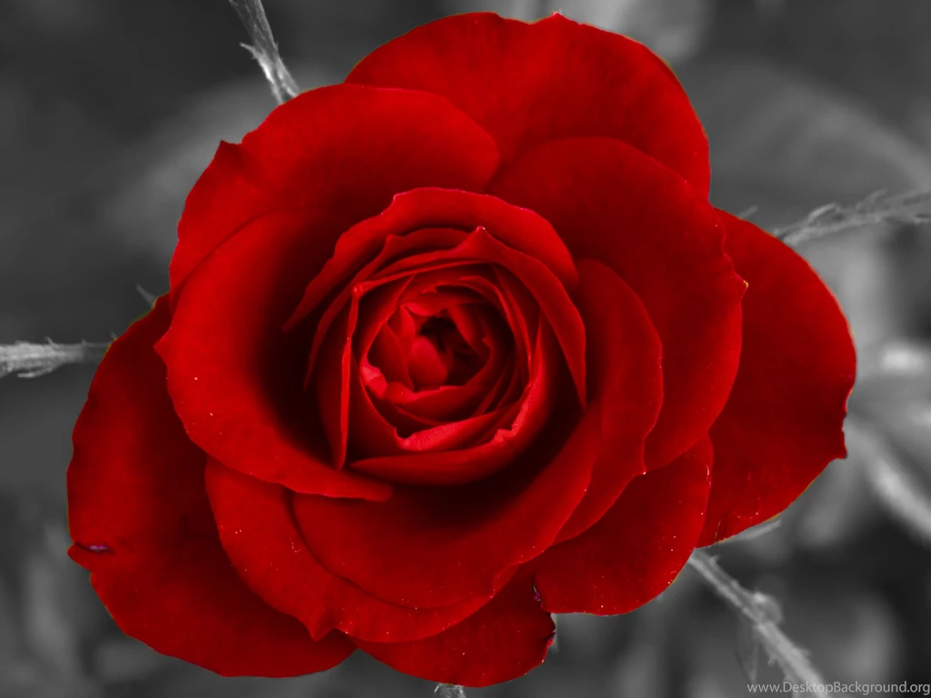 Red Rose Black And White Backgrounds
