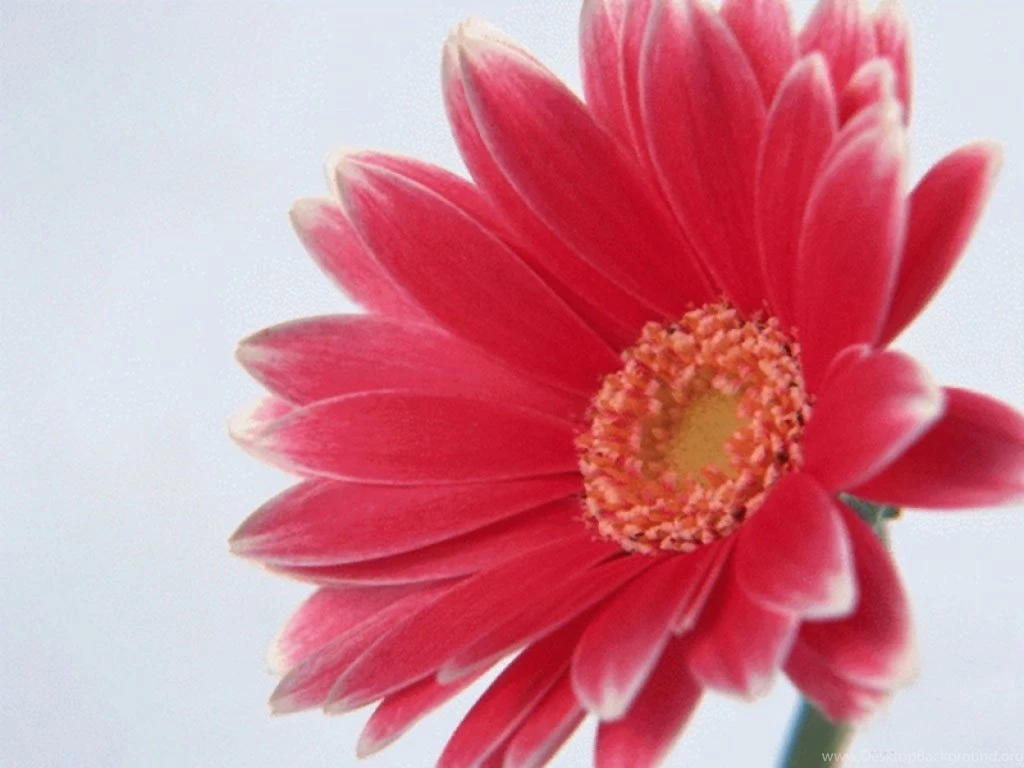 Flowers Wallpapers Download Free Desktop   HD Wallpapers And Pictures