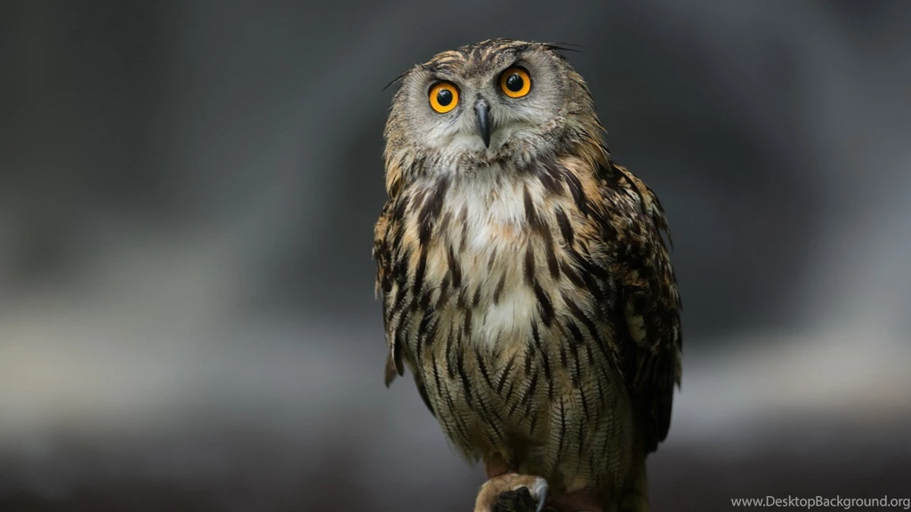 1920x1080 Owl Serious Look Wallpapers