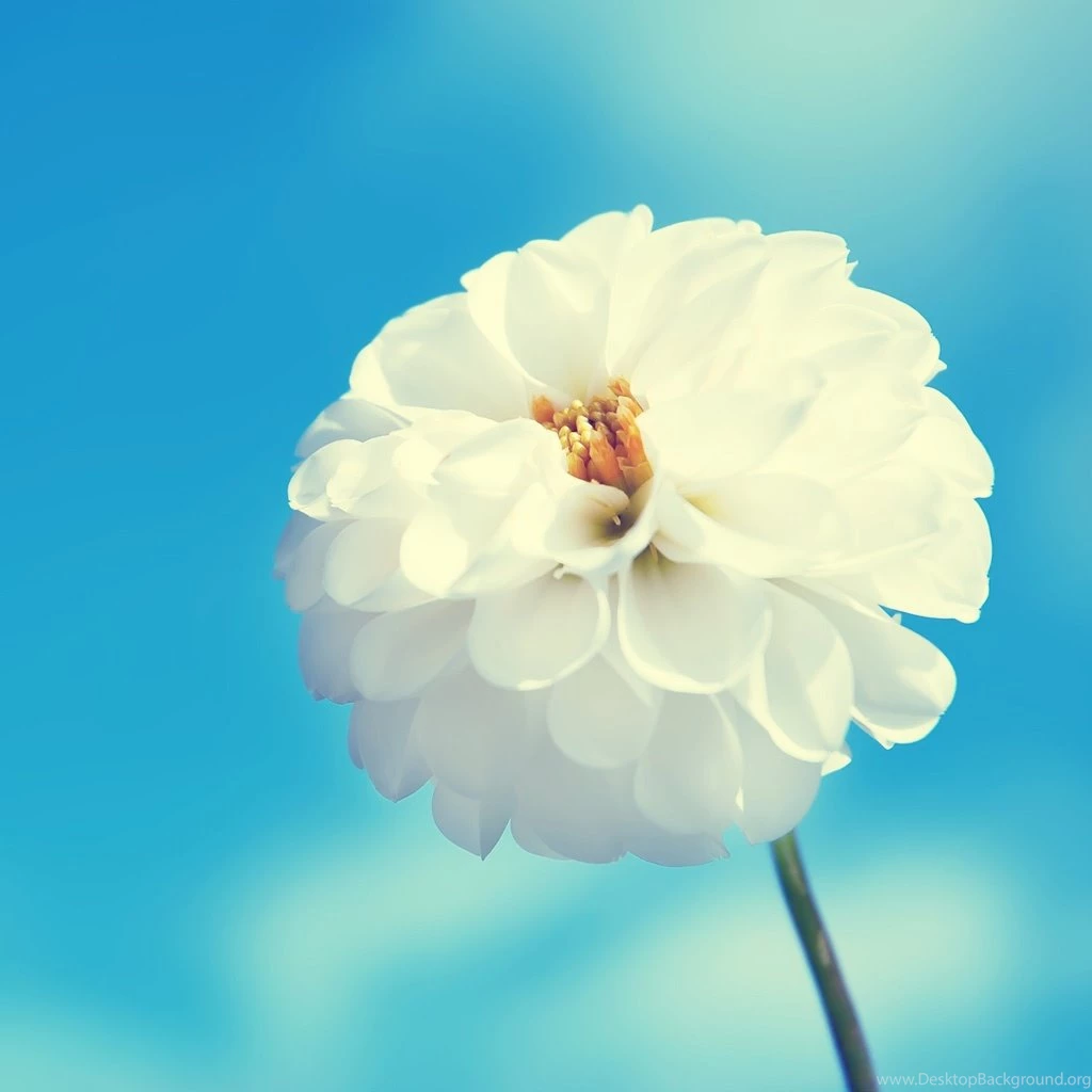 Wallpaper: Ppt Wallpapers Free Download