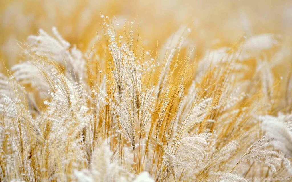 White Gold Wallpapers Wallpapers Zone