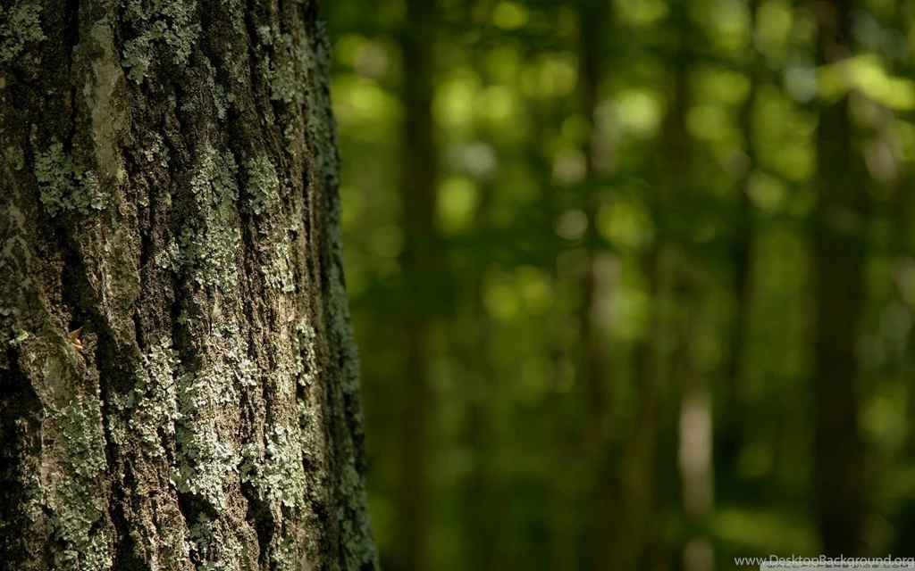 Tree Trunk HD Desktop Wallpapers : High Definition : Fullscreen ...