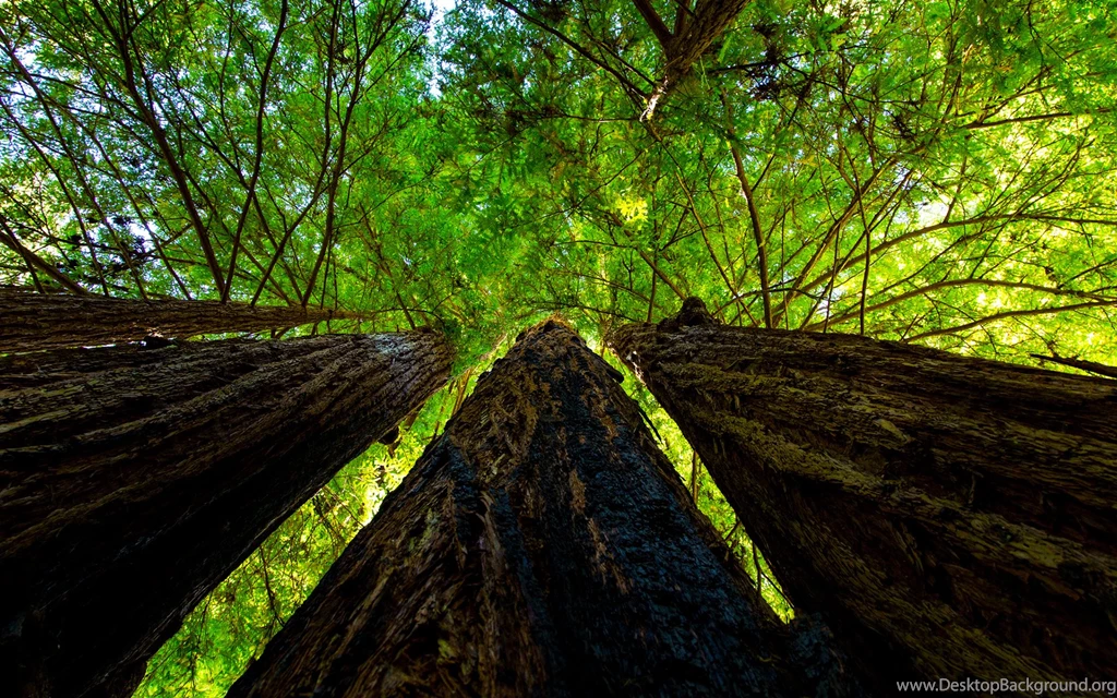 Tree Trunk Wallpapers