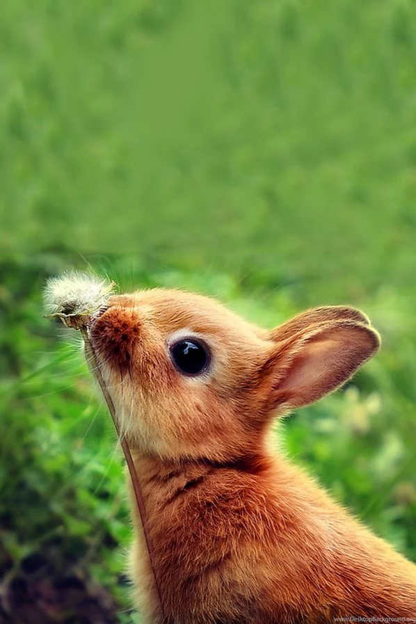 Android Wallpapers HD