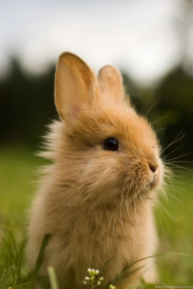 Cute Rabbit In Grass iPhone Wallpapers / IPod Wallpapers HD Free ...