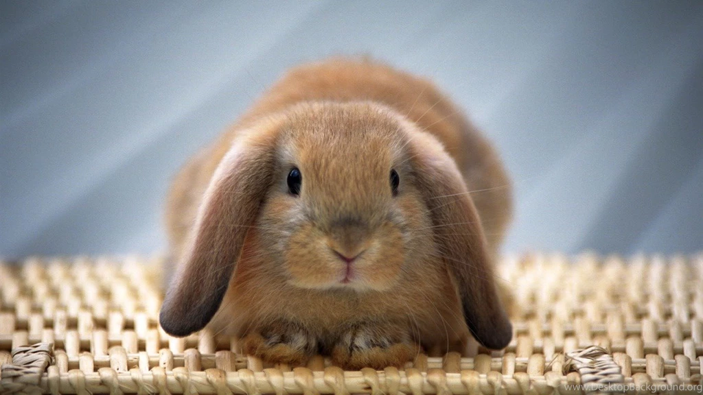 Bunny search/bunny_rand.html At Master · Richardsun29/bunny search ...