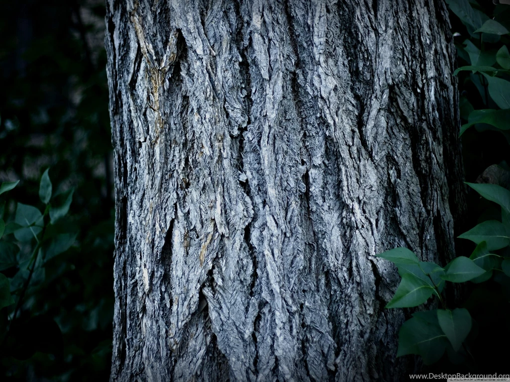 Tree Trunks Wallpaper Images