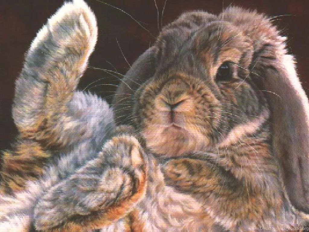 My Free Wallpapers Nature Wallpapers : Cute Bunny