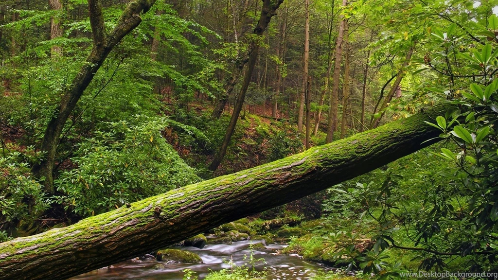Download Wallpapers 3840x2160 Tree, Trunk, Moss, Wood 4K Ultra HD ...