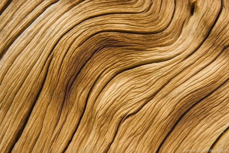 Design Your Own Custom Removable Wallpaper. Image: Weathered Tree ...