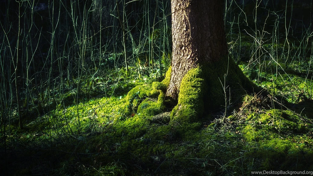 Nature Moss Tree Trunk Wallpapers