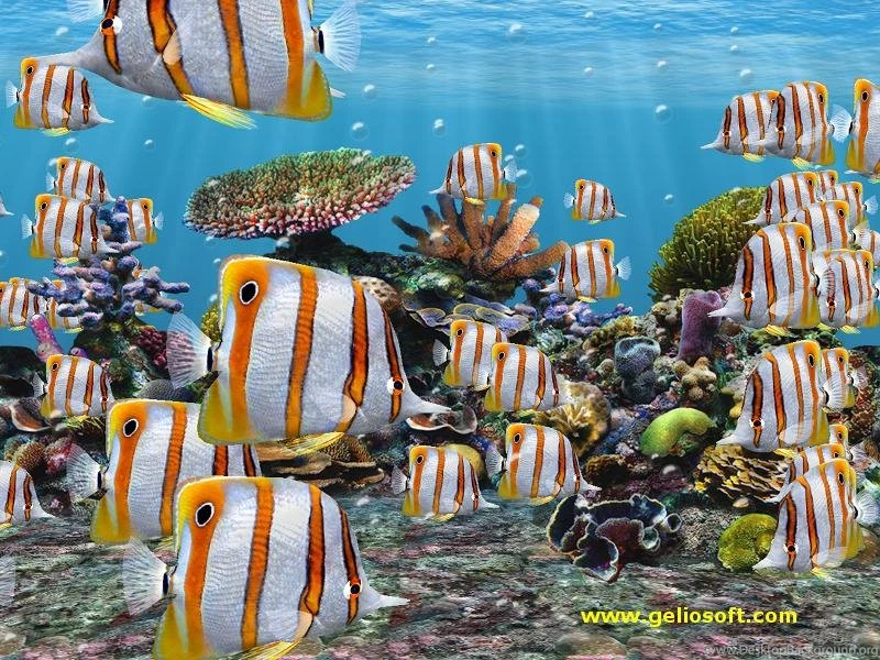 Moving Copperbanded Butterfly Fish Screensaver And Free Wallpapers