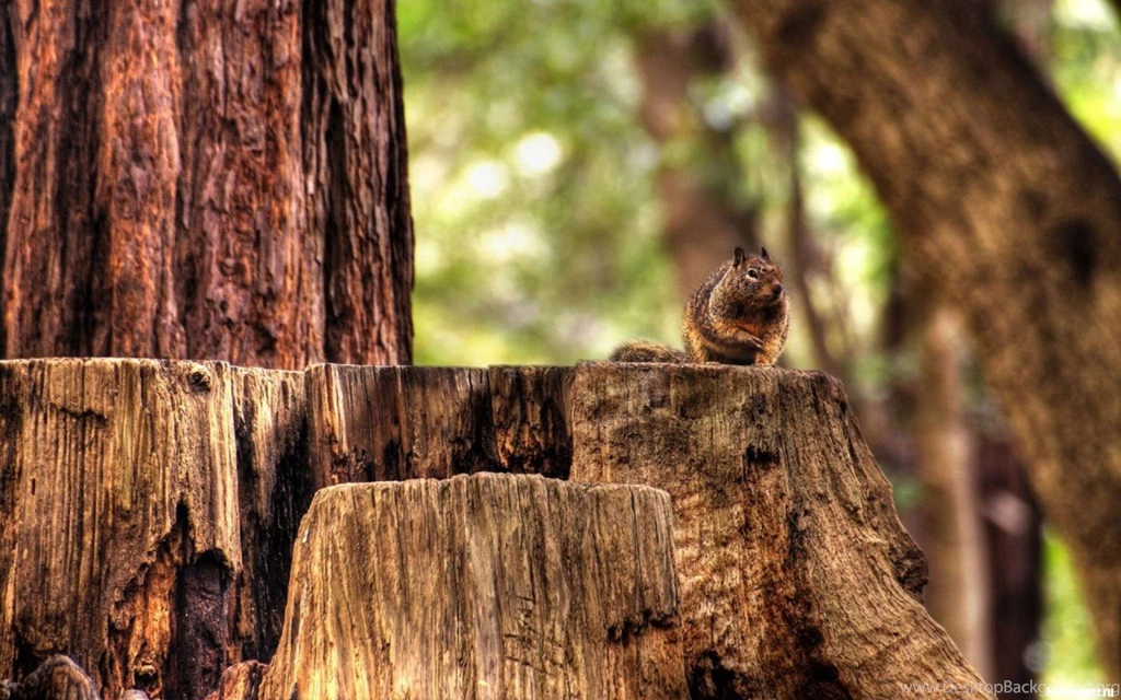 Squirrel On The Tree Trunk Widescreen Wallpapers