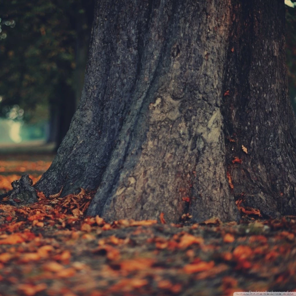 Tree Trunk HD Desktop Wallpapers : High Definition : Fullscreen ...