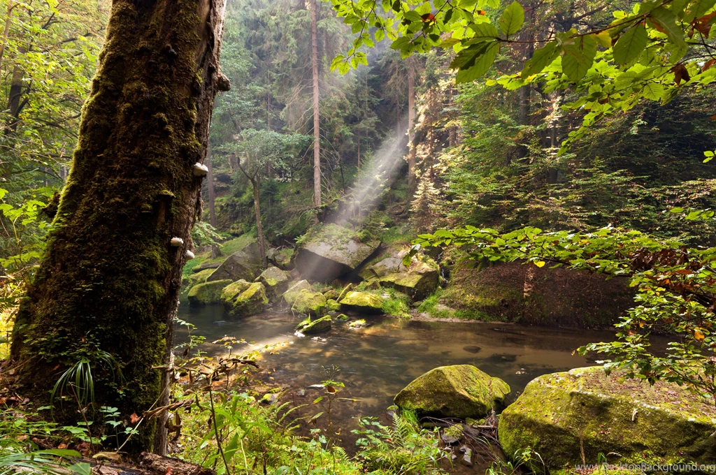 Forest Water Trunk Tree Nature Wallpapers
