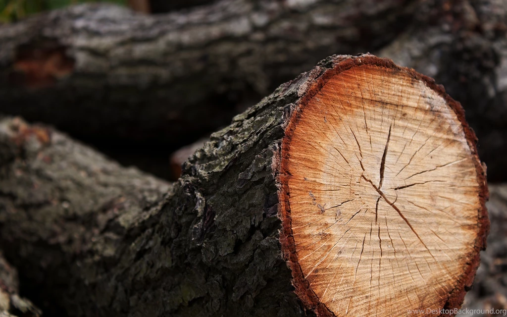 Tree Trunk Cut