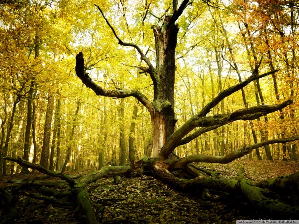 Dead Tree Trunk HD Desktop Wallpapers : High Definition ...
