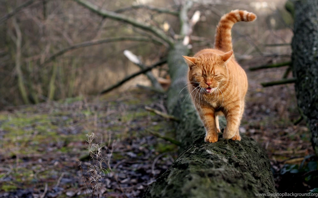 Wallpaper: Yellow Cat, Walking, Tree Trunk, Trees, Plants, Pet ...