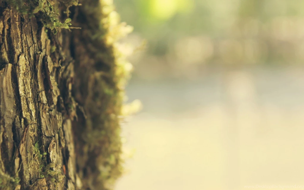 Tree Trunk Bokeh Wallpapers