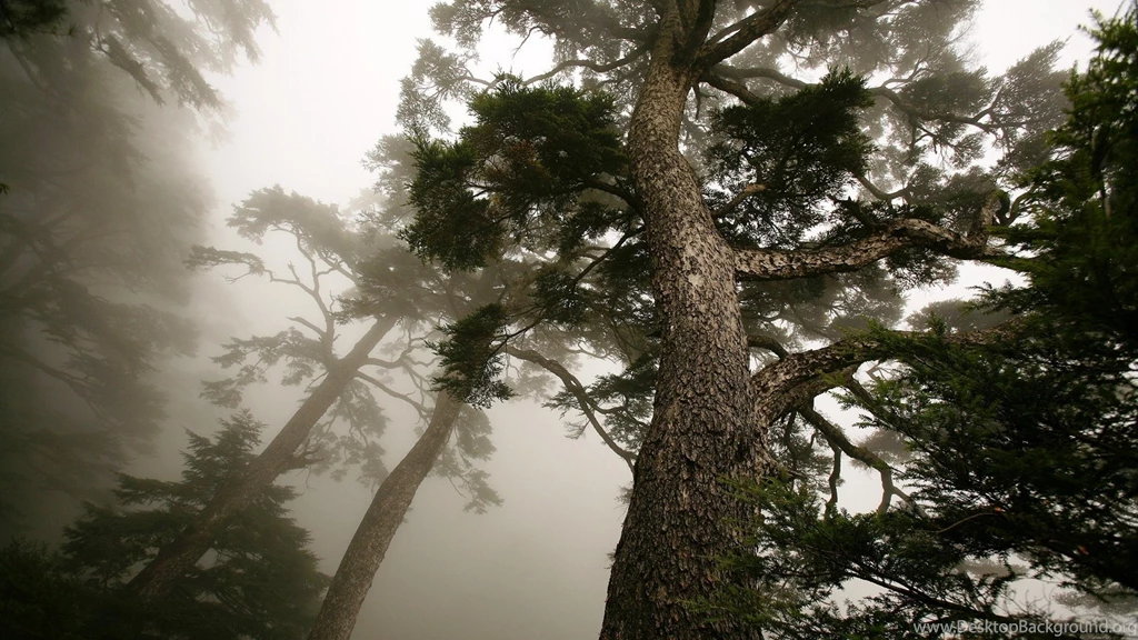 Pine Tree Wallpapers