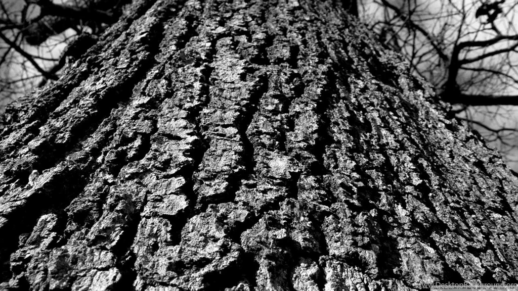 Black And White Tree Trunk HD Desktop Wallpapers : Widescreen ...