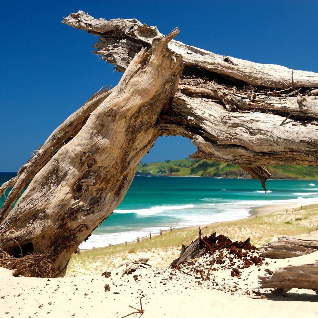 Dead Tree Trunk On A Beach iPad Wallpapers