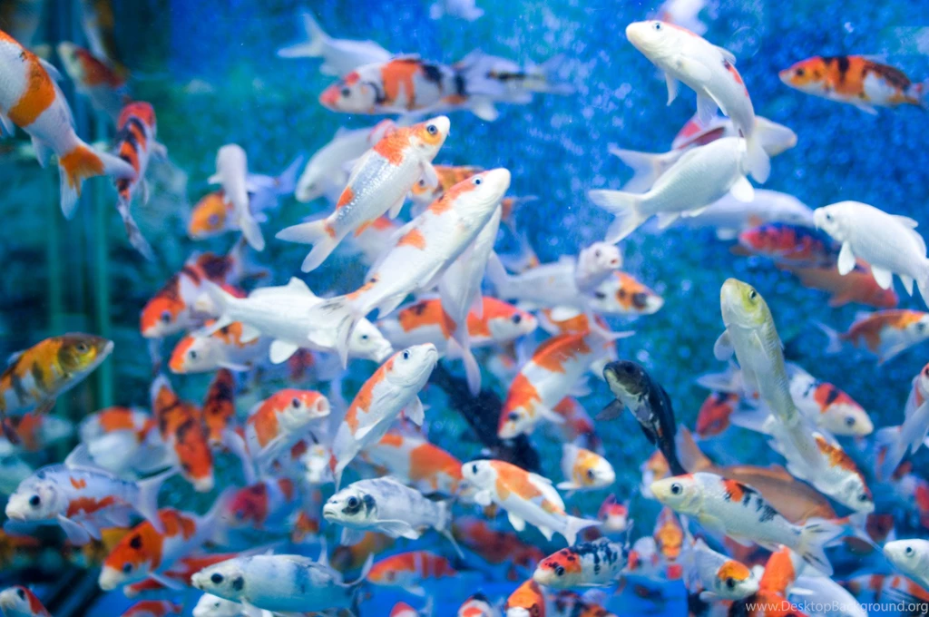 Moving Fish Wallpapers For Desktop