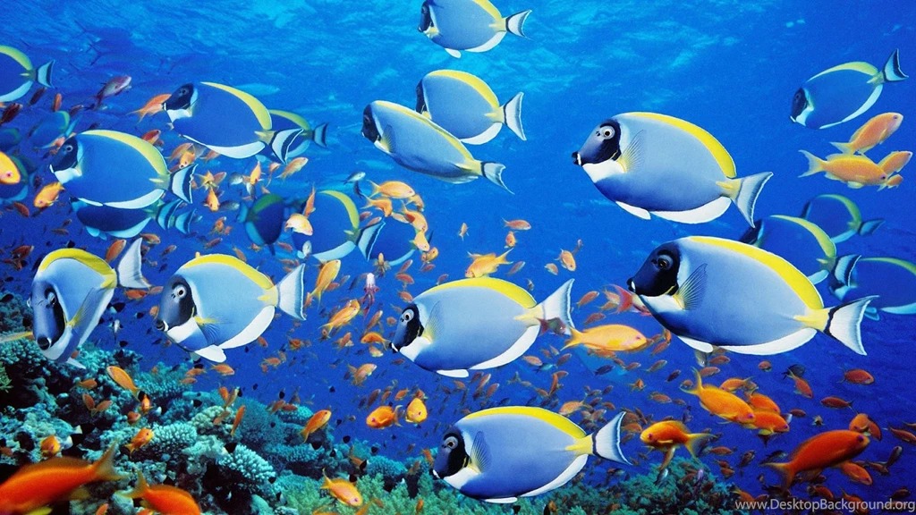 Fish Wallpapers – AB Wallpapers
