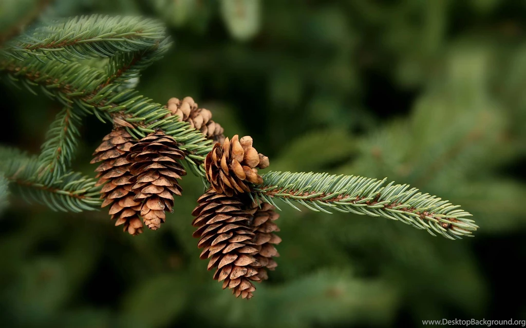 13 Wonderful HD Pine Cone Wallpapers HDWallSource.com