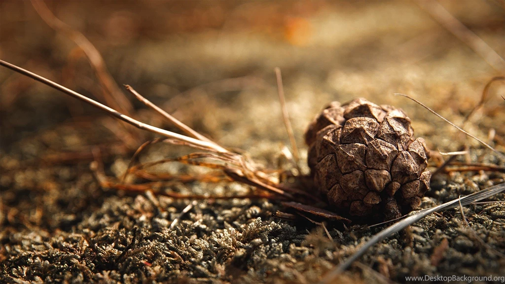 13 Wonderful HD Pine Cone Wallpapers HDWallSource.com
