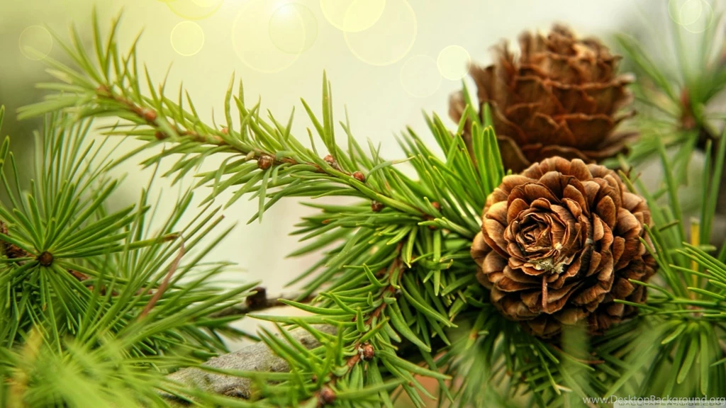 Pine Cones HD Desktop Wallpapers : High Definition : Fullscreen ...