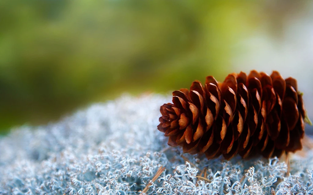 Pine Cone Wallpaper Backgrounds 5654 2560x1600 UMad.com