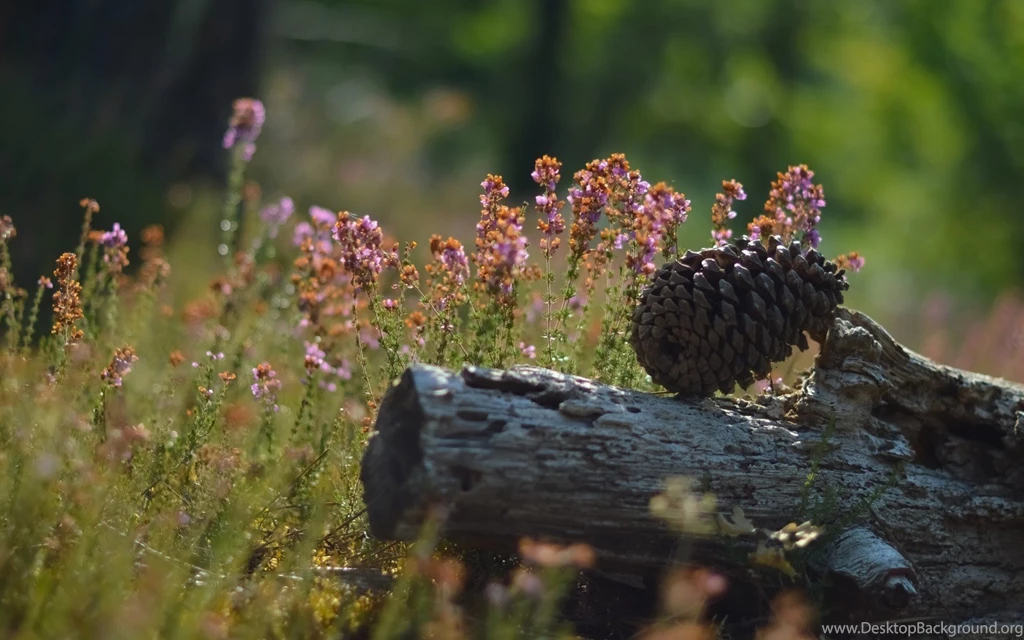 Pine Cone Wallpapers
