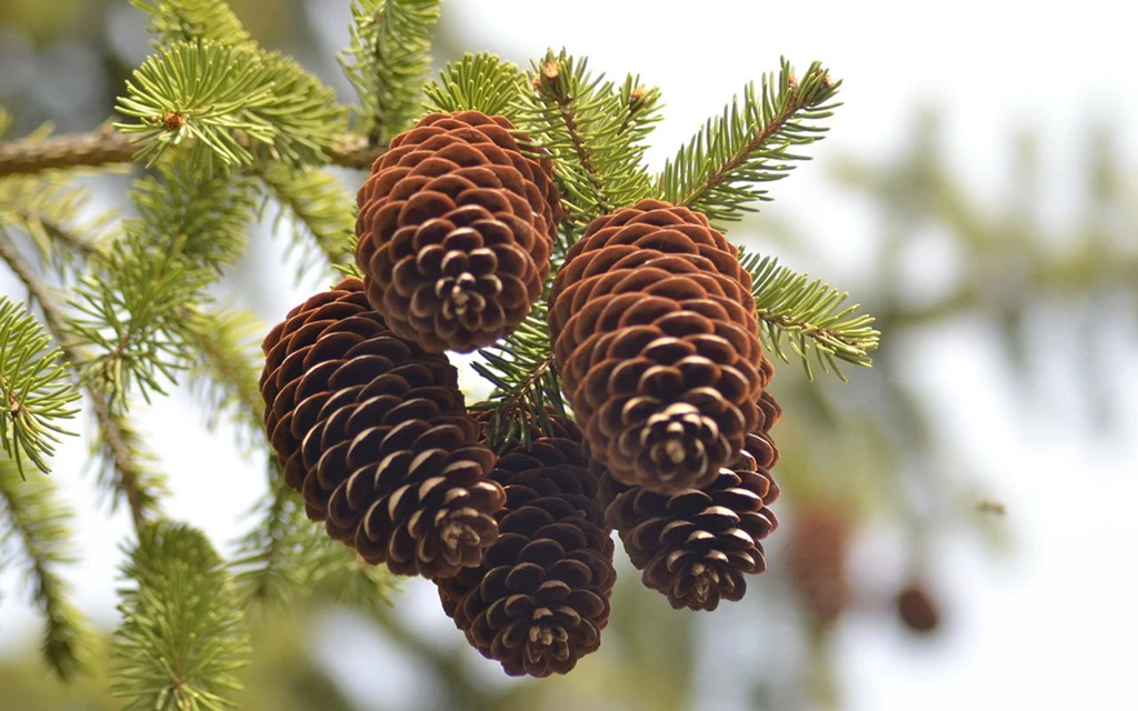 Top Pine Cone Wallpapers Border Wallpapers