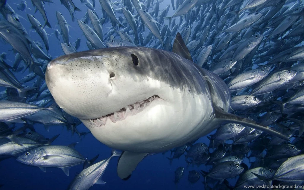 Wallpaper: Shark Wallpapers