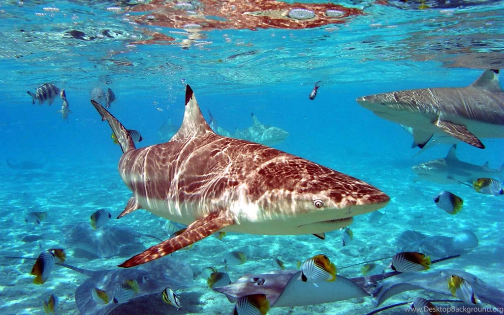 Pics, Facts, Funny Stuff About Animals & Nature Shark Desktop ...