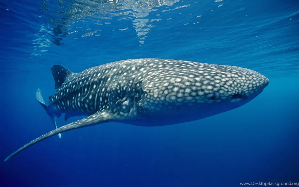 Computer Shark Wallpapers, Desktop Backgrounds 1024x768 Id