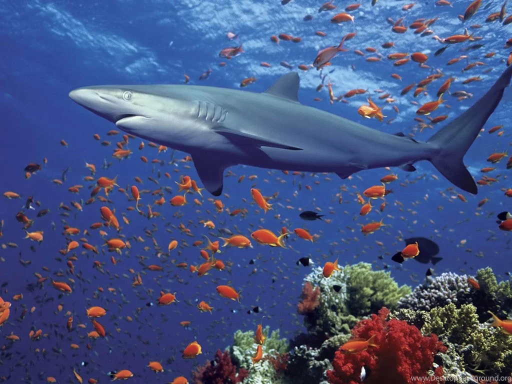 Wallpaper: Shark Wallpapers