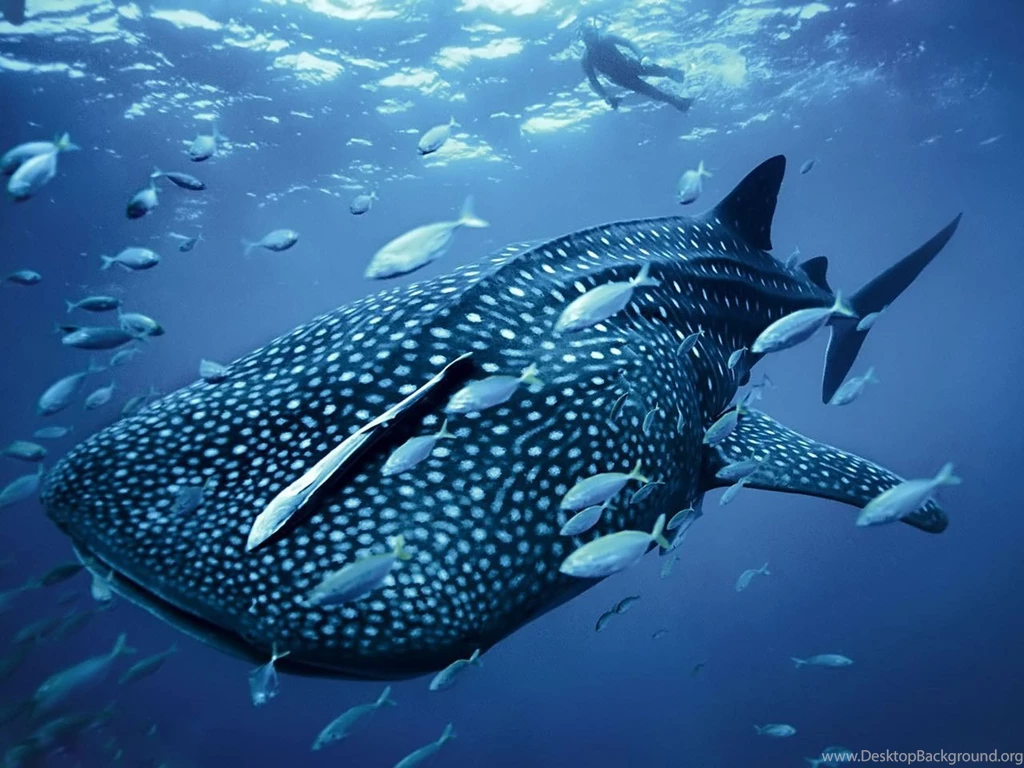 Desktop Wallpapers · Gallery · Animals · Whale Shark