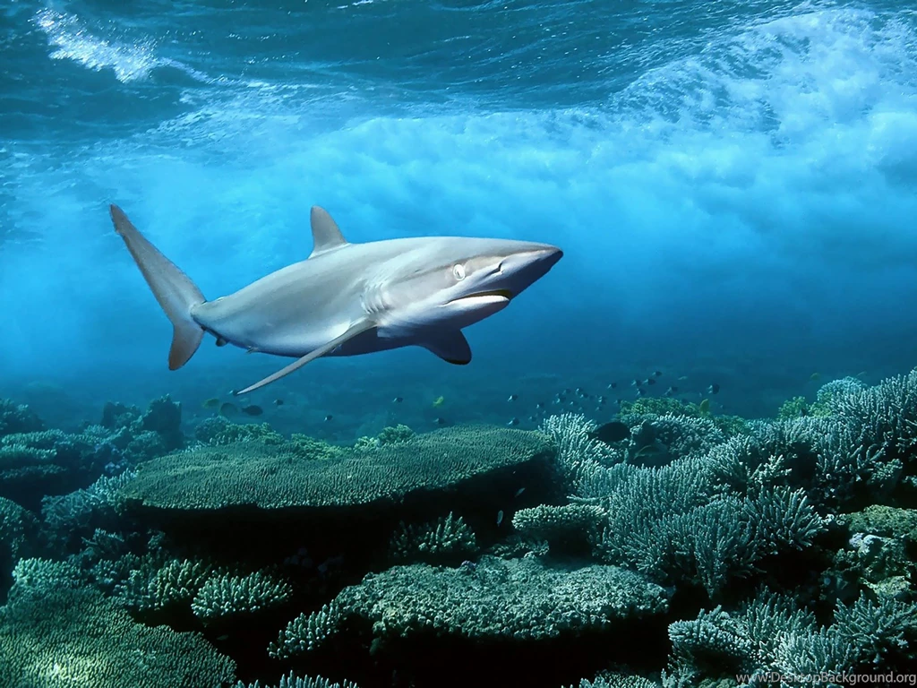 Blue Shark Wallpapers