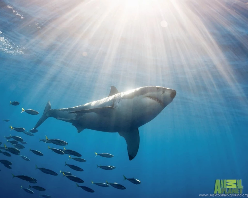 Great White Shark Wallpapers HD Wallpapers Cave