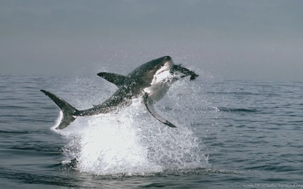 Computer Shark Wallpapers, Desktop Backgrounds 1024x768 Id