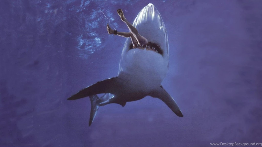 Shark Attack Wild Animals Hd Wallpapers (