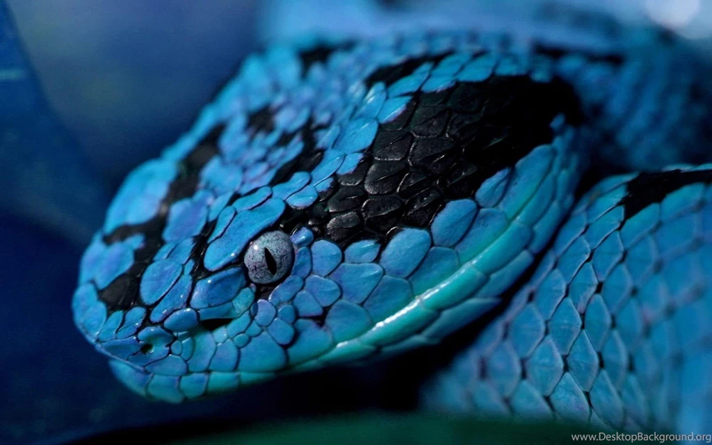Snake Desktop Wallpapers004, Animals
