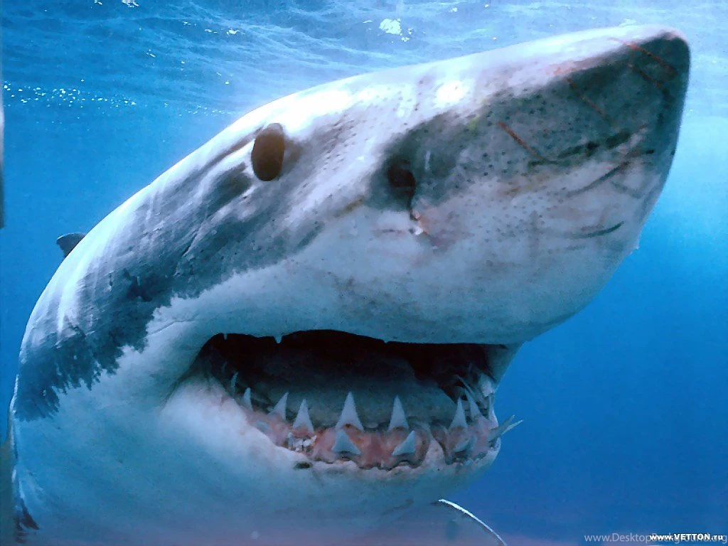 Shark Wallpaper Free Wallpapers For Computer