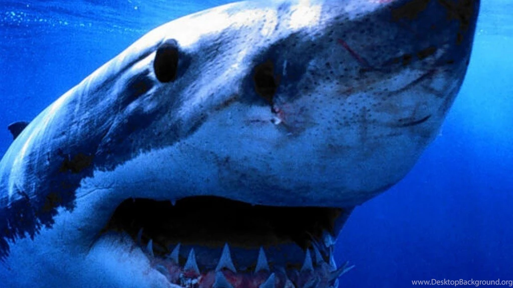 Sharks Wallpapers Page 7: Shark Seals Hdr High Resolution. Light ...