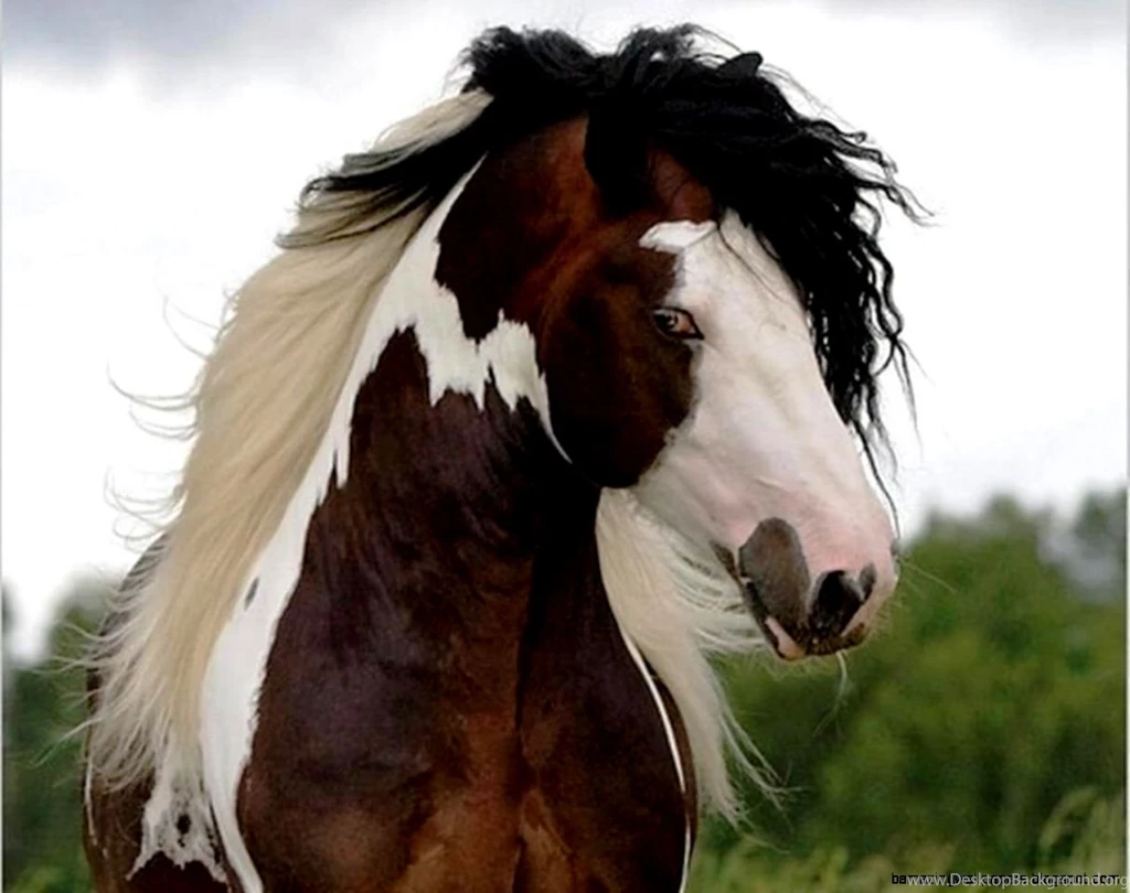 Wild Paint Horse Wallpapers