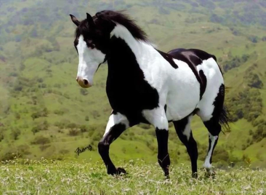 Download Particular Paint Horse The American Wallpapers 900x659 ...