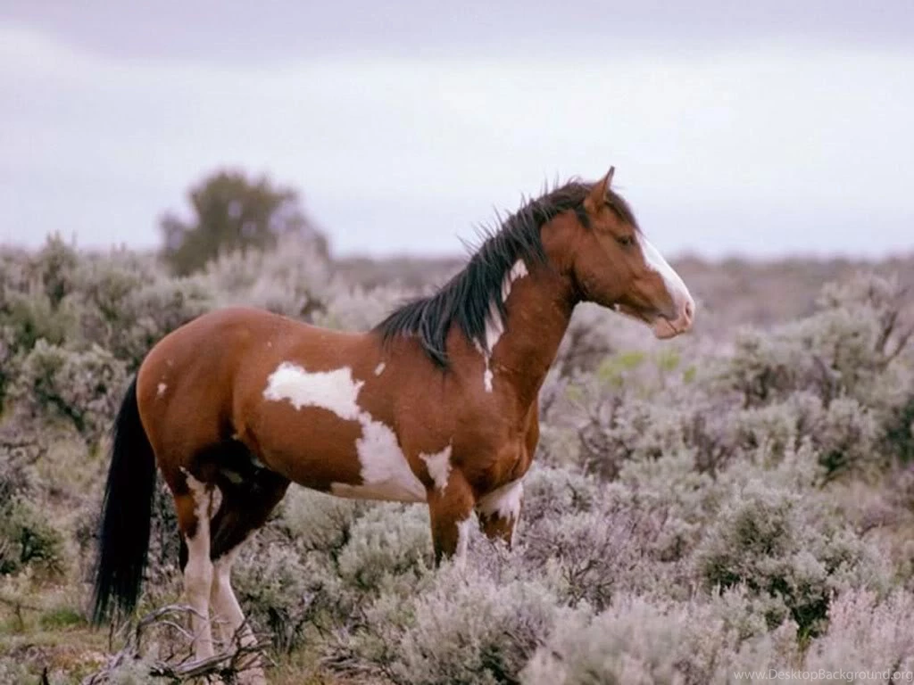 Paint Horse In Meadow Photo By Turquoisegiraffe
