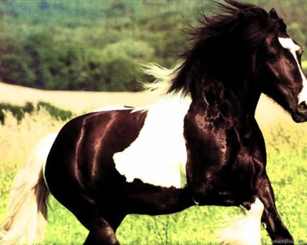 GYPSY VANNER HORSE WALLPAPER (